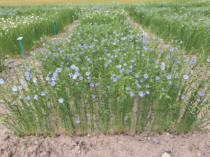 Click for 1 image(s) for this accession.